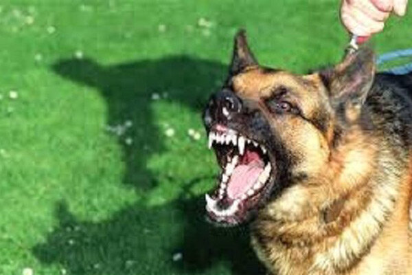 سگ گردانی در پارک‌ها تفرجگاهها و بوستانهای پردیس ممنوع است