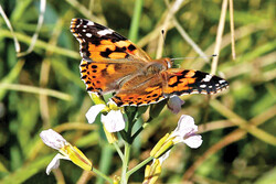 Painted ladies