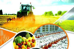 اعطای تسهیلات اشتغال روستایی به ۱۱۸۶ طرح کشاورزی و صنعتی در مرکزی