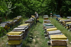 تولید سالانه ۸۰۰ تن عسل در ایلام/تولیدات استان «نشان» ندارند