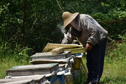 آستارا دومین تولید کننده عسل در استان گیلان است