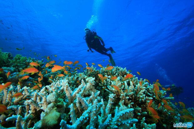 Corals bleaching, choking in Persian Gulf