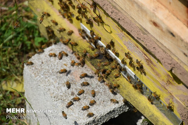 Bee breeding, honey production in Heyran Defile