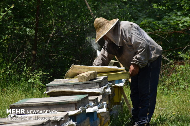 تربية النحل في مدينة "آستارا" شمالي ايران