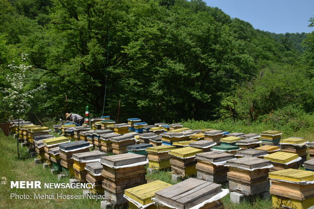 Bee breeding, honey production in Heyran Defile