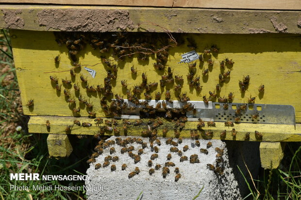 Bee breeding, honey production in Heyran Defile