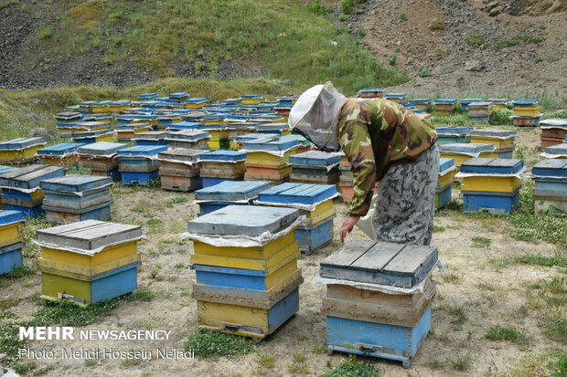 ۲۵۰ تعاونی زنبورداری در کشور فعالیت می کنند