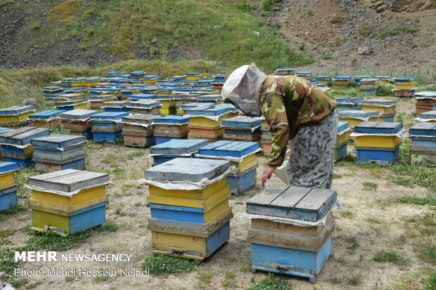 Bee breeding, honey production in Heyran Defile