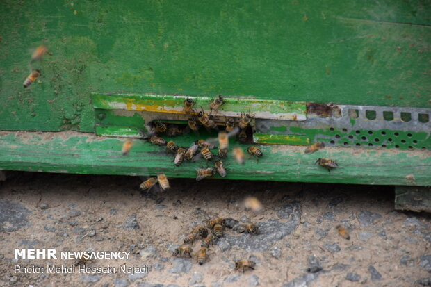 Bee breeding, honey production in Heyran Defile