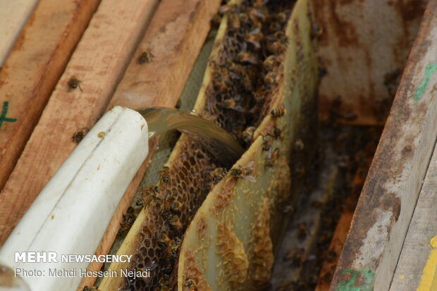 Bee breeding, honey production in Heyran Defile