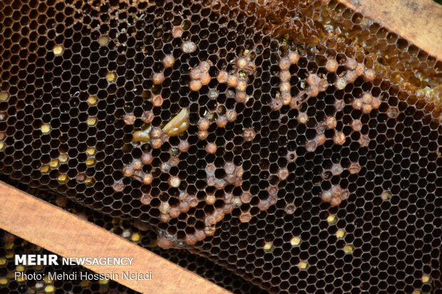 پرورش زنبور عسل در گردنه کوهستانی حیران