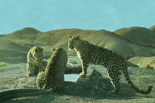 Hopes rise for Persian leopard survival in northern Iran