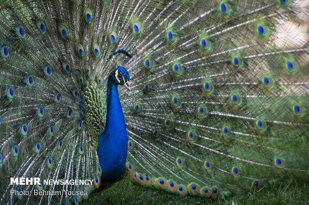 Bird Garden of Isfahan