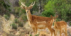 7 Persian fallow deer born in wildlife refuge in northern Iran