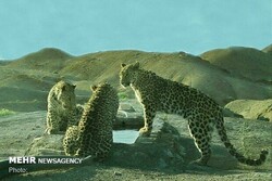 Camera traps pictured Asiatic cheetah, Persian leopards in north central Iran