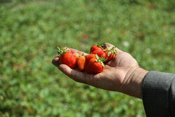 جني ثمار الفراولة من مزارع كردستان غربي ايران / صور
