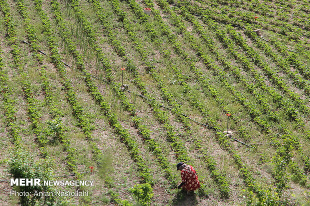 Strawberry harvest in Kurdestan province