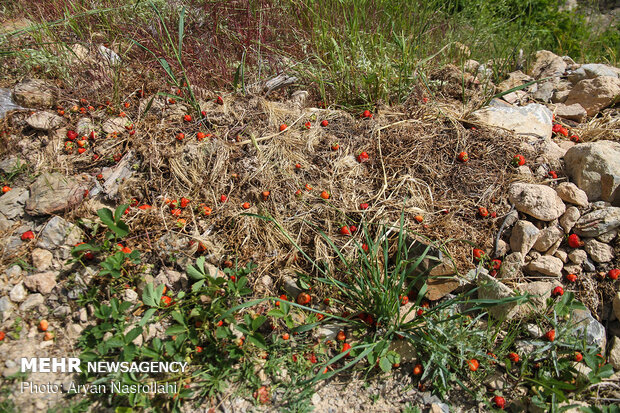 Strawberry harvest in Kurdestan province