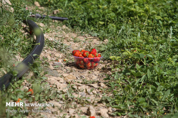جني ثمار الفراولة من مزارع كردستان غربي ايران