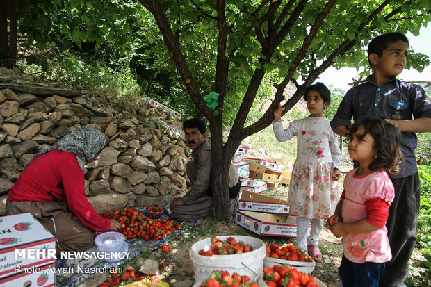 Strawberry harvest in Kurdestan province