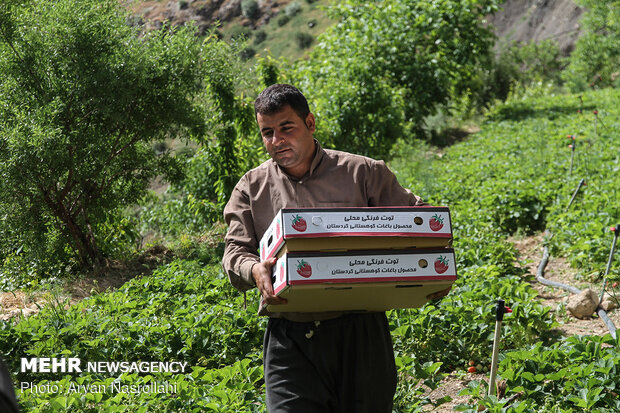 جني ثمار الفراولة من مزارع كردستان غربي ايران