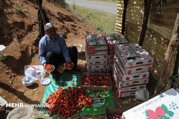 سود مهمترین محصول کشاورزی کردستان در جیب دلال‌ها