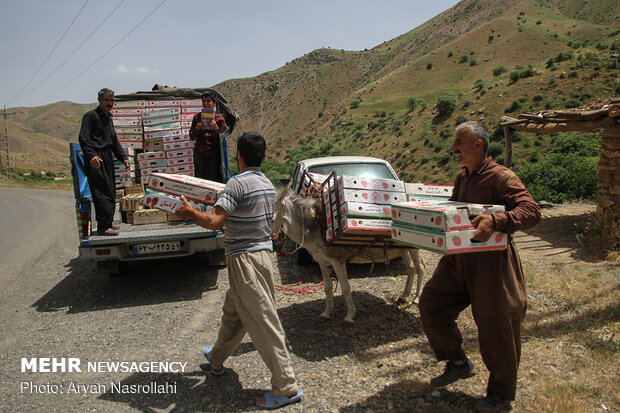 Strawberry harvest in Kurdestan province