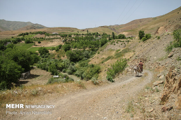 Strawberry harvest in Kurdestan province