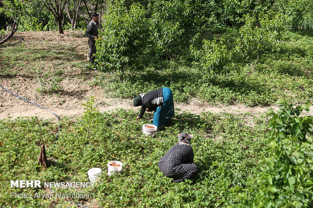 Strawberry harvest in Kurdestan province