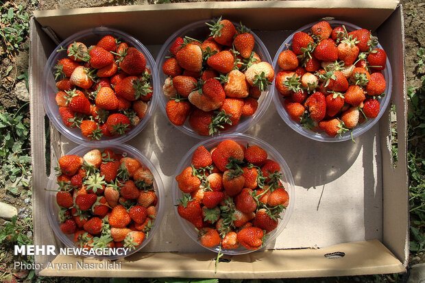 ۸۰ درصد توت فرنگی کشور در استان کردستان تولید می‌شود