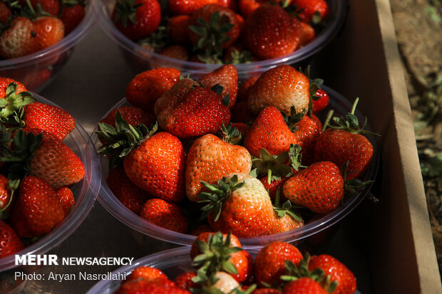 Strawberry harvest in Kurdestan province