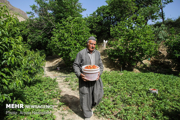 Strawberry harvest in Kurdestan province