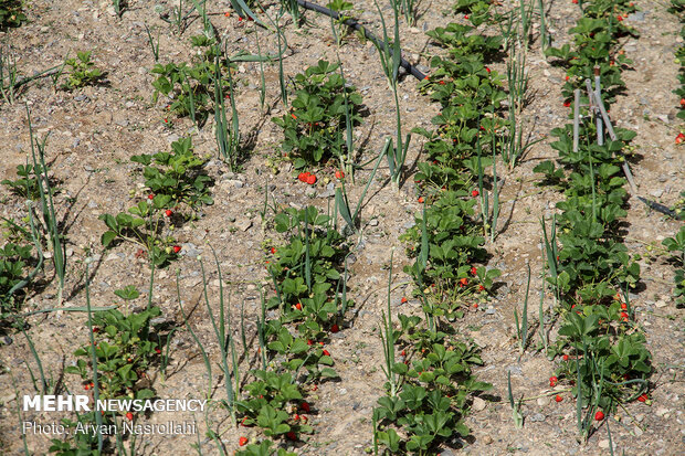 Strawberry harvest in Kurdestan province