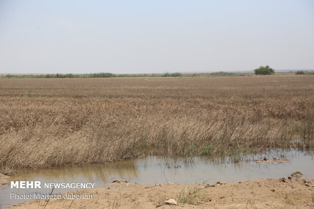 wheat fields in Khuzestan