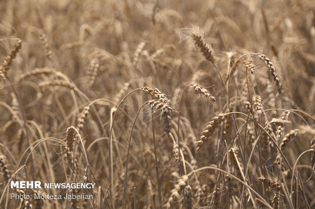 wheat fields in Khuzestan