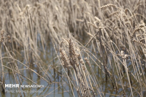 wheat fields in Khuzestan