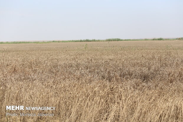 wheat fields in Khuzestan