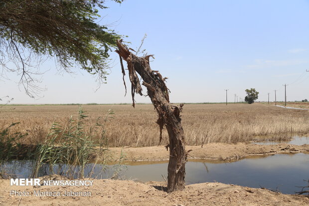 wheat fields in Khuzestan