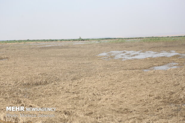 ۱۱ هزار کشاورز در خوزستان خسارت سیل خود را دریافت کرده اند