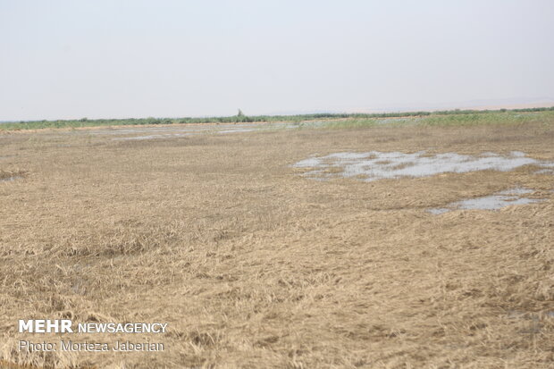 wheat fields in Khuzestan