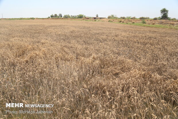 wheat fields in Khuzestan