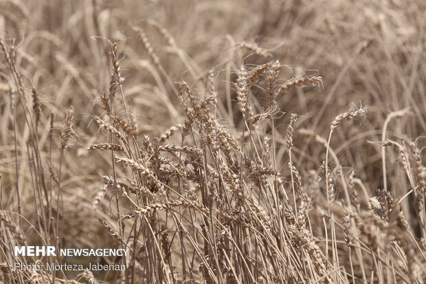 wheat fields in Khuzestan