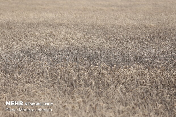 wheat fields in Khuzestan