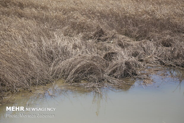 wheat fields in Khuzestan