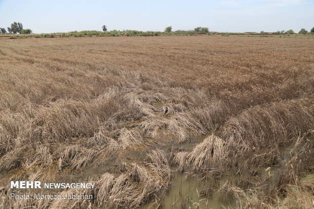 wheat fields in Khuzestan