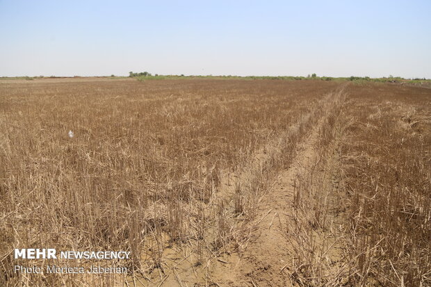 wheat fields in Khuzestan