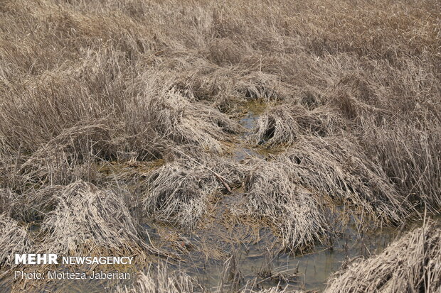 wheat fields in Khuzestan