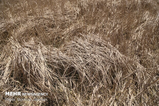 wheat fields in Khuzestan