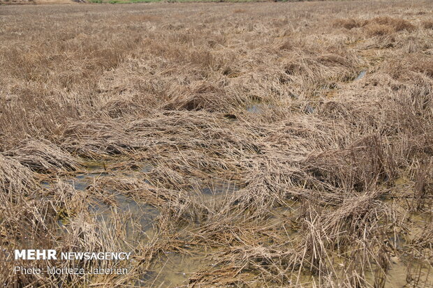 خوزستان میں سیلاب کی وجہ سے گندم کی فصل تباہ ہوگئی