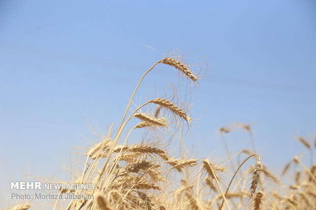 wheat fields in Khuzestan